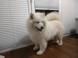 Psy z Camomile Meadow